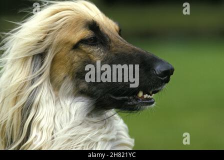 Afghanischer Windhund, Porträt von Erwachsenen Stockfoto