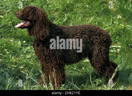Irish Water Spaniel Hund stehend auf dem Rasen Stockfoto