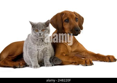 MÄNNLICHE LILA BRITISCH KURZHAAR-HAUSKATZE UND RHODESIAN RIDGEBACK WELPEN 3 MONATE ALT Stockfoto