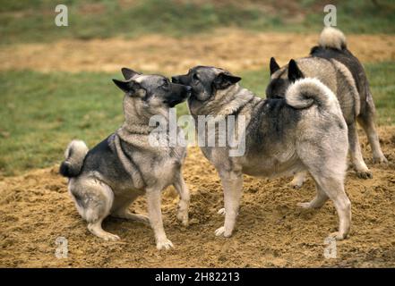 Norwegischer Elkhound Hund auf Sand Stockfoto