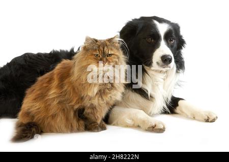 MÄNNLICHER GRENZ-COLLIE-HUND MIT TORTOISESHELL PERSISCH HAUSKATAT Stockfoto