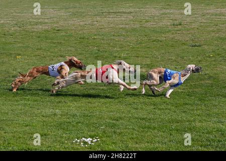 Afghanische Windhunde laufen, Rennen auf Strecke Stockfoto