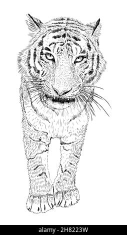 Handgezeichneter Vektor schwarz-weißer Tiger isoliert auf weißem Hintergrund. Wildkatzen-Illustration. Tintenzeichnung Stock Vektor