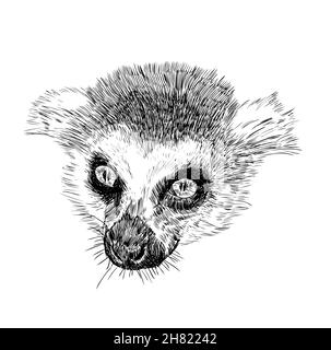 Handgezeichneter Tierkopf von Lemur catta, Vektorgrafik Vintage. Stock Vektor