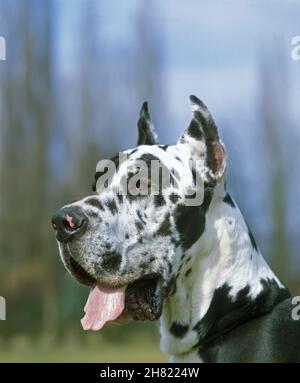 Großer Däne oder deutscher Mastiff Hund (Alte Standardrasse mit geschnittenen Ohren) Stockfoto
