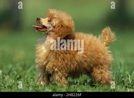 Aprikose Standard Pudel, Hund auf Gras stehend Stockfoto