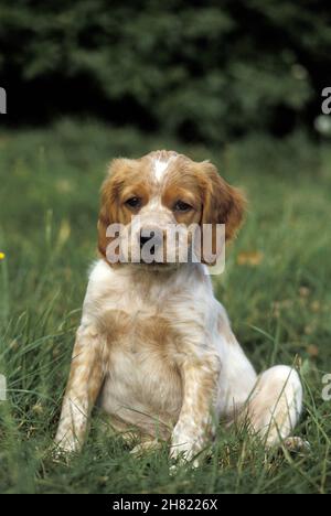 Brittany Spaniel, Cub sitzend auf Gras Stockfoto