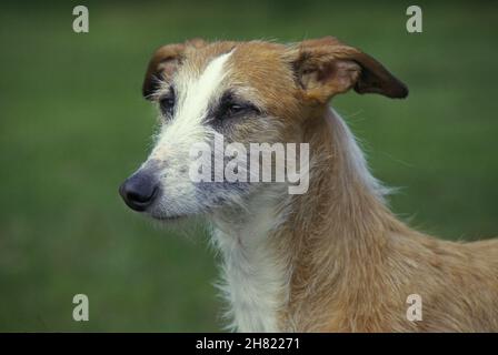 Spanisch rauhaar Galgo oder Spanischer Windhund Stockfoto
