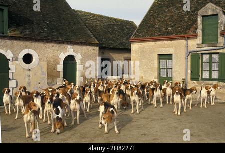 Poitevin Hund, Pack von Foxhounds Stockfoto