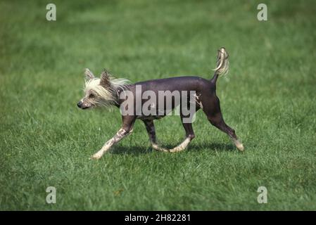 Chinese Crested Dog stehen auf dem Rasen Stockfoto