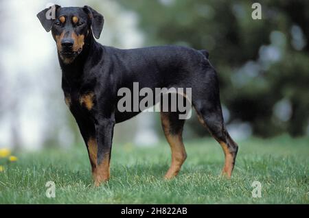 Deutscher Pinscher Hund steht auf Rasen Stockfoto