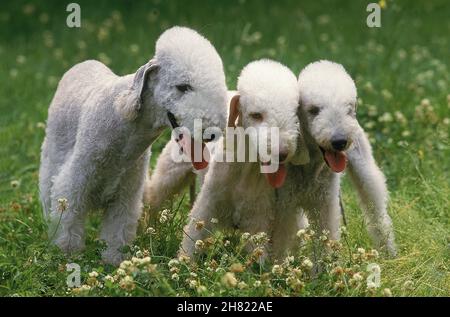 BEDLINGTON TERRIER HUND, ERWACHSENE STEHEN AUF GRAS Stockfoto