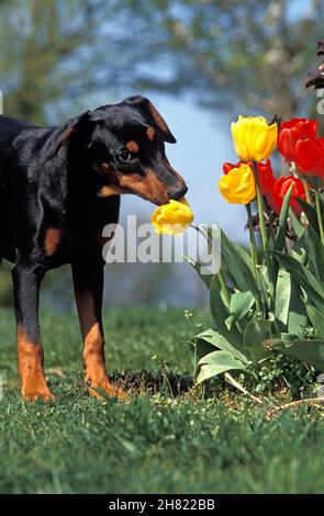 DEUTSCHER PINSCHER HUND, ERWACHSENE RIECHT EINE TULIP Stockfoto