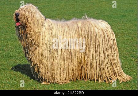 KOMONDOR HUND, ERWACHSENE AUF GRASLAND Stockfoto