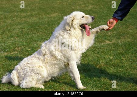 Kuvasz, übergewichtigen Hund Tauchen Paw an Eigentümer Stockfoto