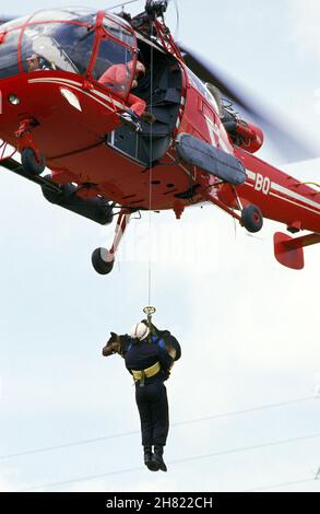 Deutscher Schäferhund während einer Katastrophe Hundetraining Stockfoto