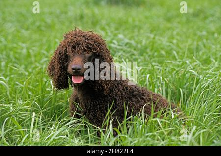 IRISH WATER SPANIEL, ERWACHSENEN SITZEN IN LANGEN GRASLAND Stockfoto