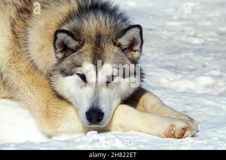 SIBIRISCHER HUSKY, ERWACHSENER, DER SICH AUF SCHNEE LEGT Stockfoto