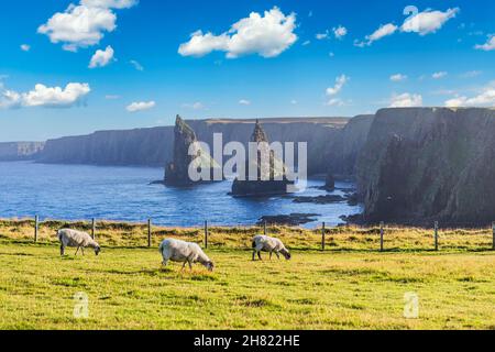 Sonnenuntergang in Stacks of Duncansby, mit einer Herde Schafe weiden, Duncansby Head, John oder 'Groats, Caithness, Schottland, Vereinigtes Königreich Stockfoto