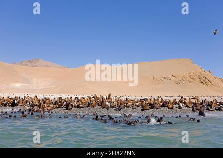 SÜDAMERIKANISCHER SEELÖWE ODER SÜDAMERIKANISCHER SEELÖWE OTARIA BYRONIA IM PARACAS-NATIONALPARK IN PERU Stockfoto