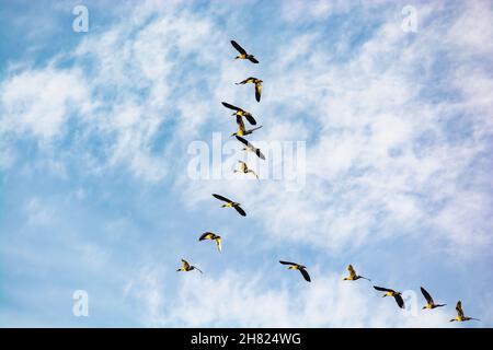 Schwarm wilder Gänse, die in V-Form am blauen Himmel in polen fliegen Stockfoto