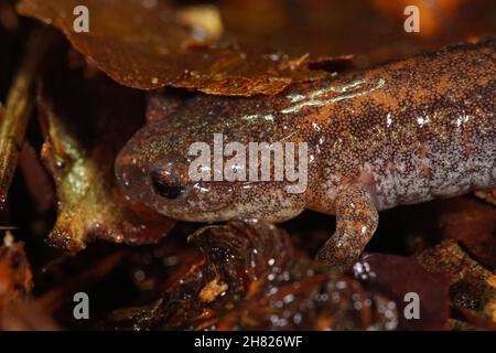 Nahaufnahme des Kopfes eines westlichen Salamanders mit roter Rückenmarkierung, Plethodon cinereus Stockfoto