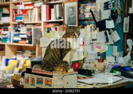 Venice, Italia - nov, 2021 Antike Buchhandlung in Venedig mit allen Büchern. Hochwertige Fotos Stockfoto