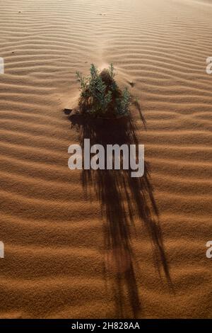 Sandkräuseln und nicht identifizierte Pflanze im Coral Pink Sand Dunes State Park Utah Stockfoto