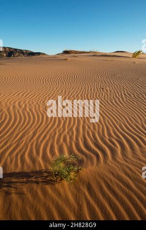 Sandkräuseln und nicht identifizierte Pflanze im Coral Pink Sand Dunes State Park Utah Stockfoto