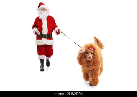 weihnachtsmann mit einem roten Pudelhund, der isoliert auf weißem Hintergrund auf die Kamera zuläuft Stockfoto