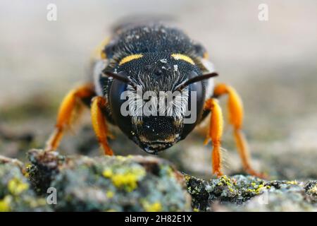 Frontale Nahaufnahme einer weiblichen Schwarzschwanzbiene, Pseudoanthidium melanurum Stockfoto