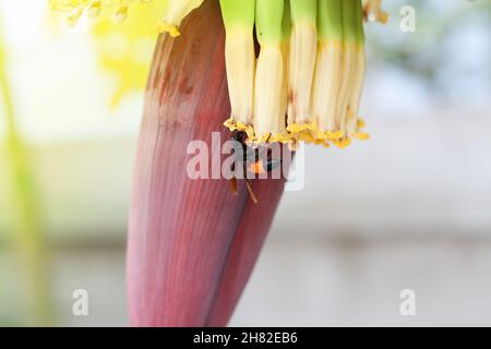 Ein Kopf eines Tigers, der auf einer Bananenpflanze thront. Stockfoto