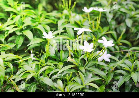 Weißer Palast Gardenia im Freien in einem Garten. Stockfoto