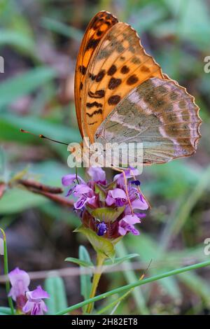 Vertikale Nahaufnahme auf einem farbenfrohen silbergewaschenen Fritillary, Argynnis paphia Stockfoto