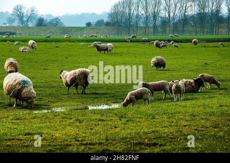 Malerischer Blick auf Schafe in den Flutebenen des River Calder und des Ribble Valley in der Nähe von Whalley in Lancashire Stockfoto