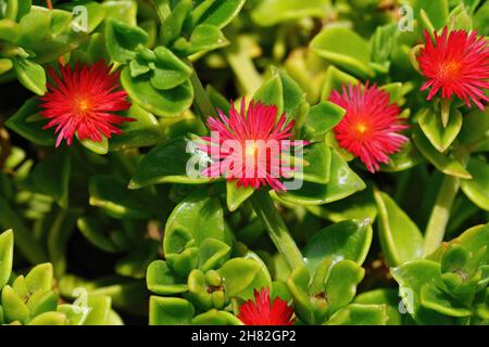 Nahaufnahme der leuchtend roten Blüten der Babysonne, Mesembryanthemum cordifolium Stockfoto