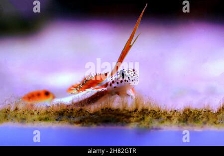 Flaming Prawn Goby - Discordipinna griessingeri Stockfoto