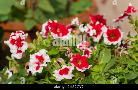 Helle Petunia Blumen, eine blühende Pflanze mit bunten Blumen. Howrah, Westbengalen, Indien. Stockfoto