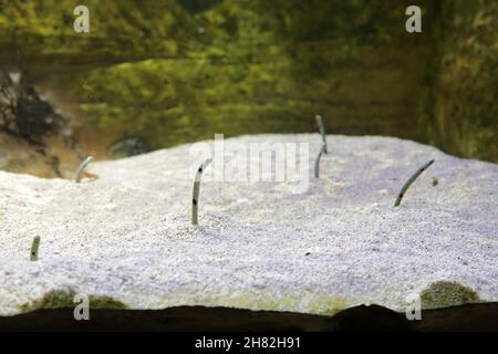 Nahaufnahme eines niedlichen getupften Gartenaals (Heteroconger hassi) in einem Aquarium Stockfoto