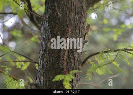 Eine Raupe (Odonestis formosae) und eine Cicada (Tanna sozanensis) auf einem Baum im Yangmingshan National Park, Taiwan Stockfoto