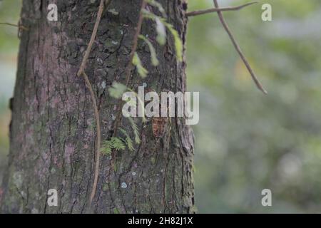 Eine Zikade auf einem Baum in Wäldern Stockfoto