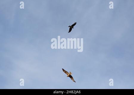 Ein Adler fliegt am blauen Himmel Stockfoto