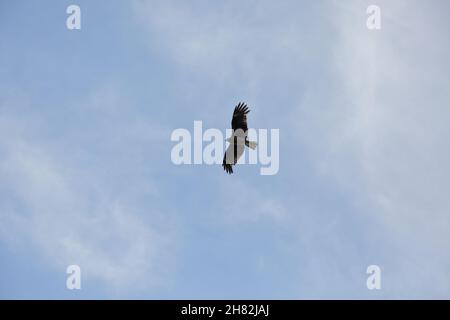 Zwei Adler fliegen am blauen Himmel Stockfoto