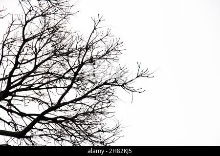 Silhouette von Ästen und einem Baum in Rio de Janeiro. Stockfoto