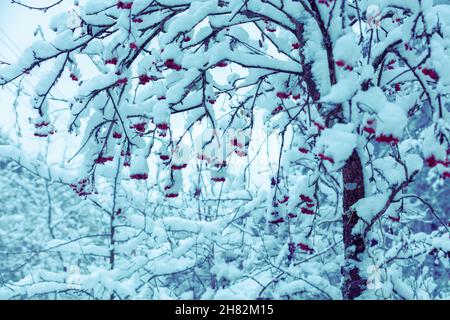 Verschneiten Wald im Winter nach einem Schneefall. Rowan Baum bedeckt mit Schnee Stockfoto