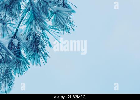 Kiefernzweig bedeckt mit Schnee auf blauem Hintergrund. Speicherplatz kopieren Stockfoto