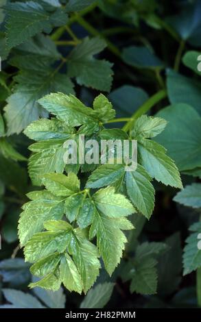 LAUB VON ANGELICA ARCHANGELICA, ALLGEMEIN BEKANNT ALS GARTEN ANGELICA, WILDER SELLERIE UND NORWEGISCHE ANGELICA. Stockfoto