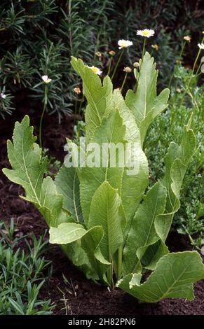 LAUB DER MEERRETTICHPFLANZE (ARMORACIA RUSTICANA SYN. COCHLEARIA ARMORACIA) WÄCHST IM GEMÜSEGARTEN. Stockfoto