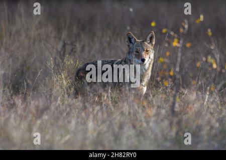 Coyote (Canis latrans) steht in hohem Präriegras Stockfoto