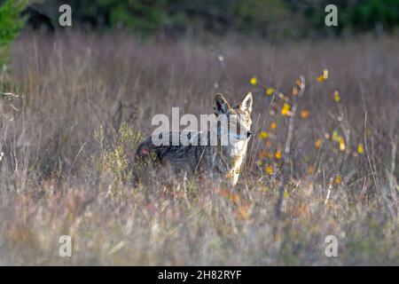 Coyote (Canis latrans) steht in hohem Präriegras Stockfoto